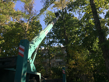 Кронирование деревьев