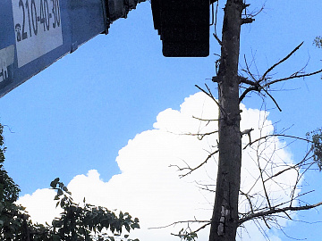 Кронирование деревьев