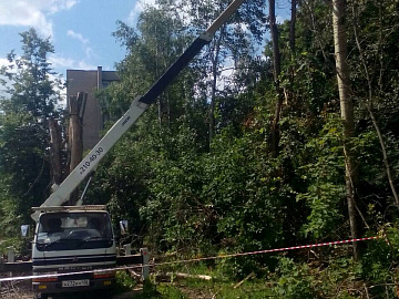 Кронирование деревьев