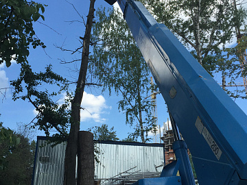 Кронирование деревьев